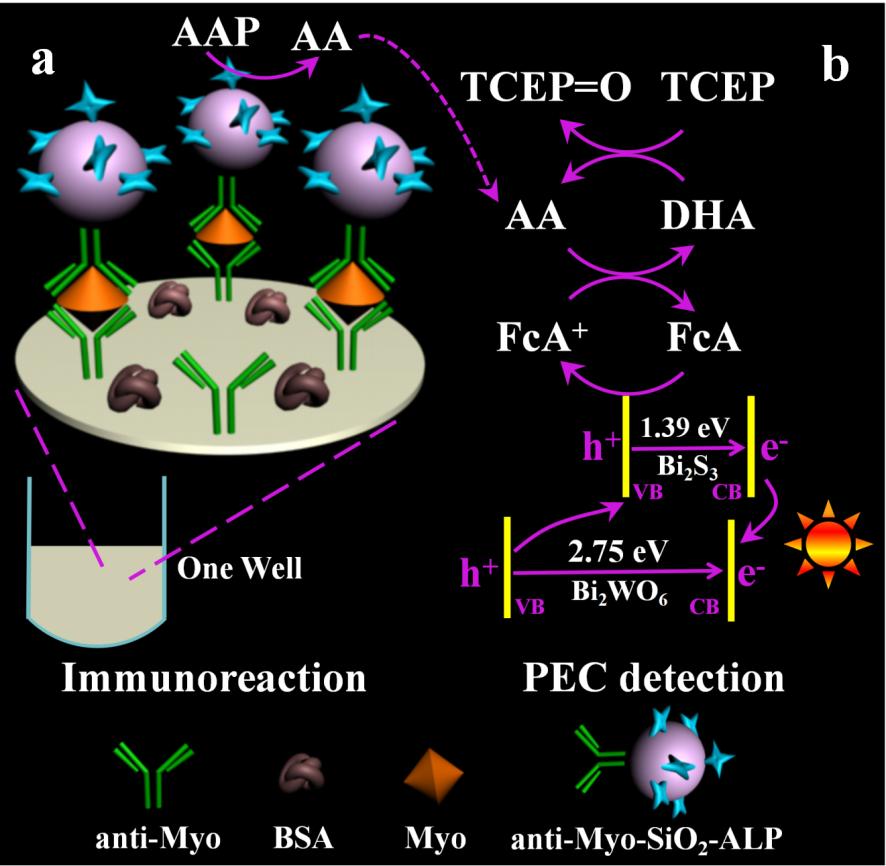 crown皇冠体育平台